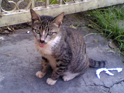 cat with tongue stincking out