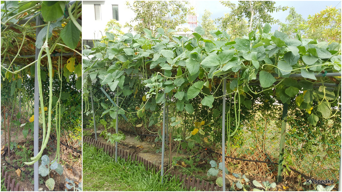 long beans, way too much fruit from one plant