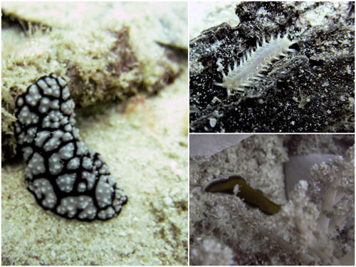 nudi branch: sea slugs