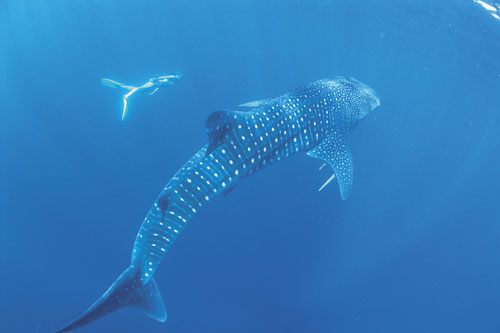 whale shark at Ningaloo Reef