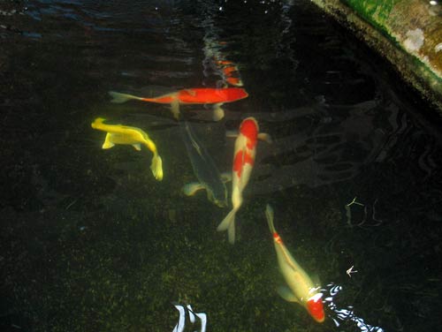 Koi Pond with new fish