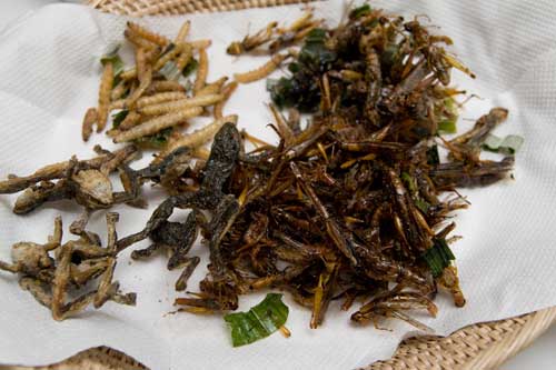 Deep Fried Worms, Insects and Frogs