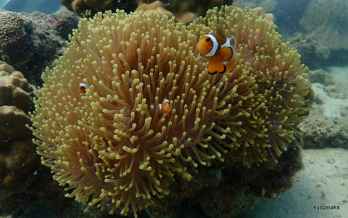 nemo with anemone, always one of my favorite shooting subjects