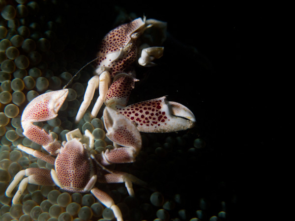 a pair of Porcelain Crabs from Anilao