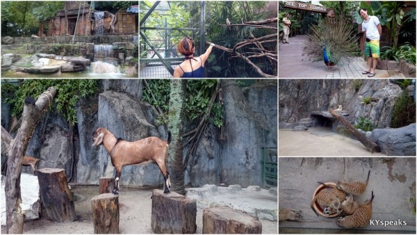 Sunway Lagoon is now also practically a zoo