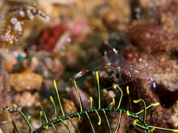 transparent shrimp