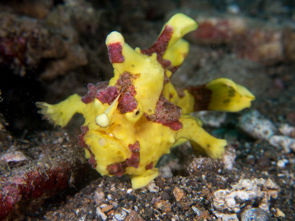 yellow frogfish, Basura