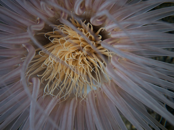 purple tip tube anemone, Arthur's Reef