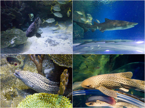 giant grouper, sand tiger shark, moray eel, leopard shark