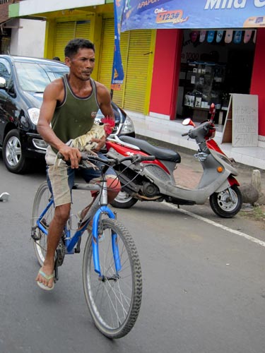 how you transport chicken in Bali
