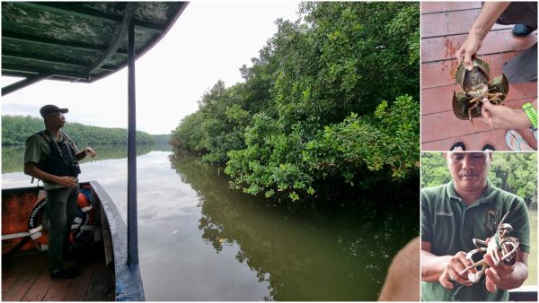 Sungai Lebam River Cruise - a mangrove tour