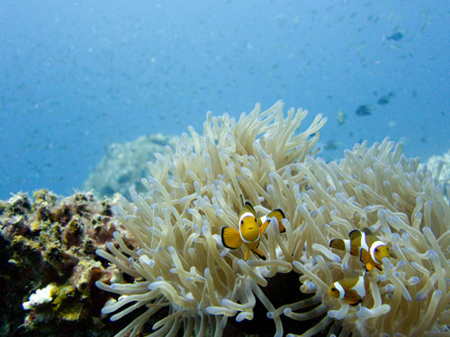 Nemo at Pulau Redang
