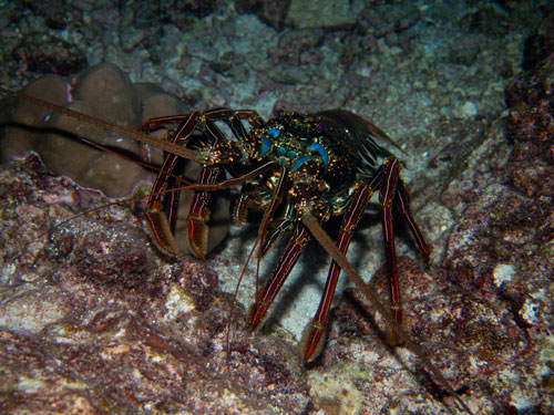 giant spiny lobster, night dive at West of Eden