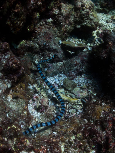 sea snake, Koh Bon