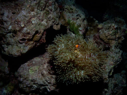 clown fish in anemone, night dive at Elephant Rock
