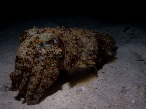 an unmoving cuttle fish, night dive at Elephant Rock