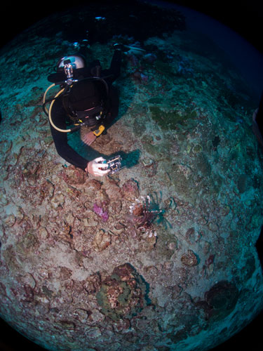 Dave convincing a lion fish to pose for him, Richelieu Rock
