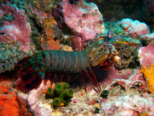 mantis shrimp, shot at Similan Islands