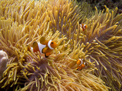 Nemo and friends