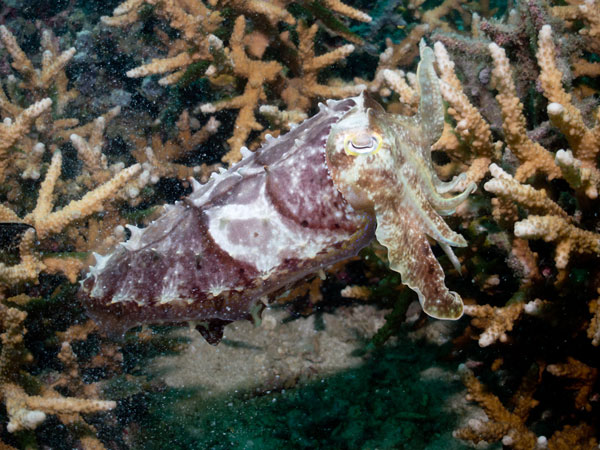 cuttlefish kept saying "you can't see me, you can't see me"